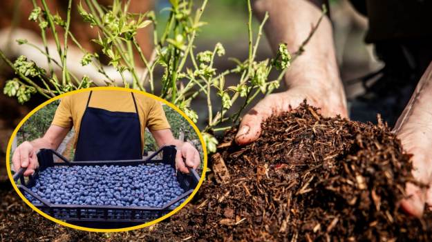 Podlej tym krzew borówki w marcu. Będą miały..