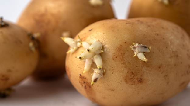 Czy można jeść kiełkujące ziemniaki? Ekspert..