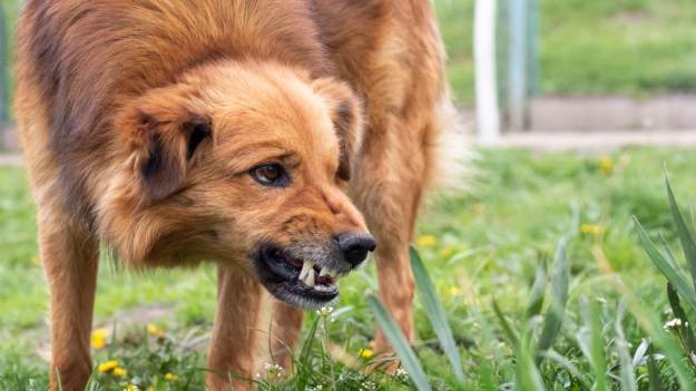 Obcy pies pędzi w twoją stronę bez smyczy? Nigdy..