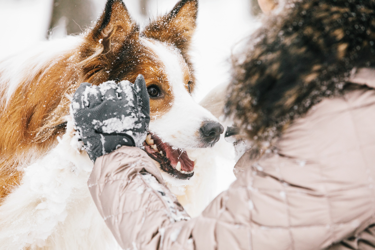 Co robić w zimie z psem? 3 pomysły na zabawy,..